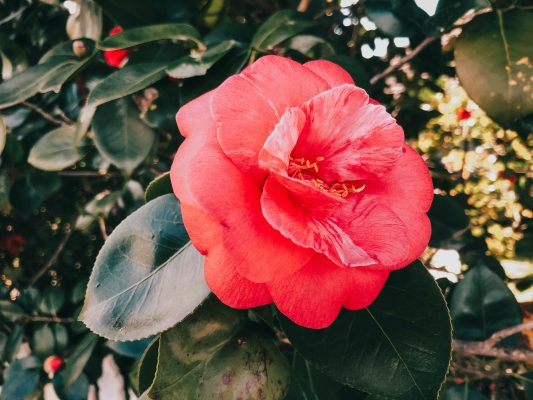 Memilih Pompa Tenaga Surya Camelia untuk Jangka Panjang