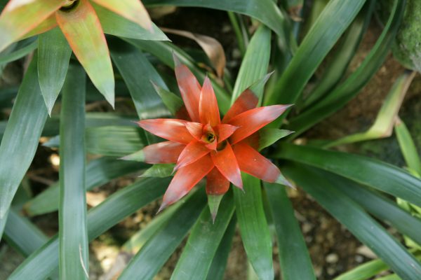Memilih Pompa Tenaga Surya untuk Bromelia Modern