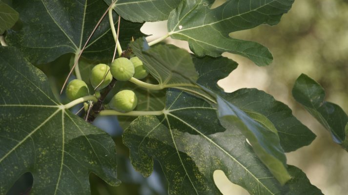 Memilih Pompa Tenaga Surya untuk Kebun Tin di Lahan Kering