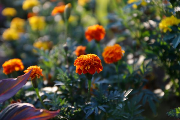 Cara Memilih Pompa Tenaga Surya untuk Kebun Marigold
