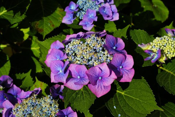 Memilih Pompa Tenaga Surya untuk Hydrangea Hemat Energi Bersih