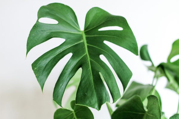 Memilih Pompa Tenaga Surya Berdasarkan Efisiensi Energi Greenhouse Monstera