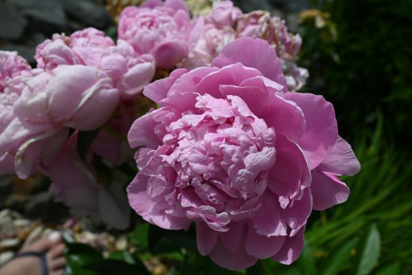 Memilih Pompa Tenaga Surya Hemat Air untuk Peony