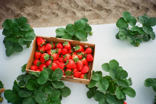 Energi Surya untuk Pertanian Strawberry dengan PLTS Efisien