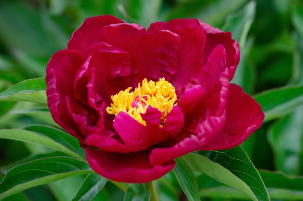 Memilih Pompa Tenaga Surya Peony Berdasarkan Cuaca