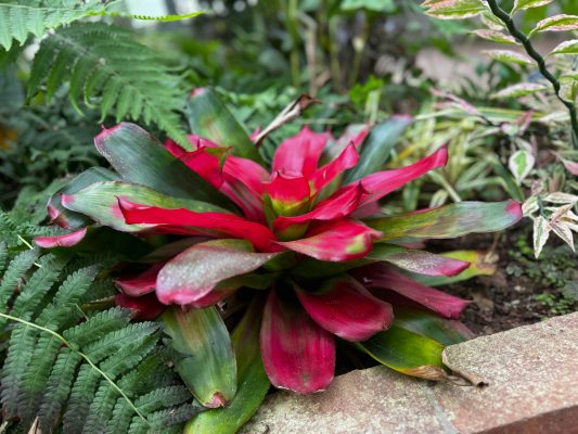 Memilih Pompa Tenaga Surya untuk Bromelia yang Berkelanjutan