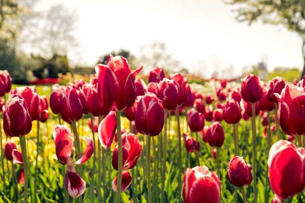 Energi Surya untuk Pertanian Tulip Menuju Budidaya Modern