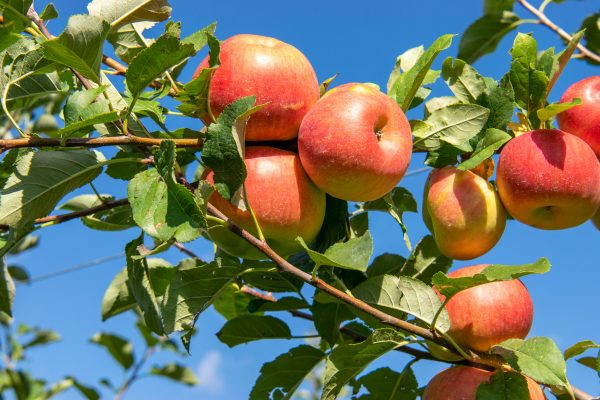 Memilih Pompa Tenaga Surya untuk Hemat Air Kebun