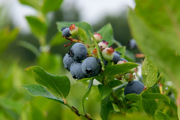 Energi Surya untuk Pertanian Blueberry Hemat Energi
