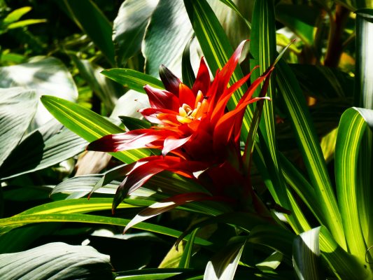 Memilih Pompa Tenaga Surya untuk Kebun Bromelia Skala Besar