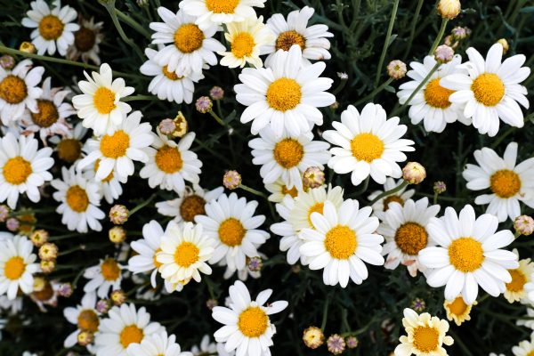 Memilih Pompa Tenaga Surya untuk Daisy di Greenhouse