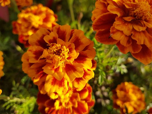 Memilih Pompa Tenaga Surya untuk Marigold Musim Kemarau
