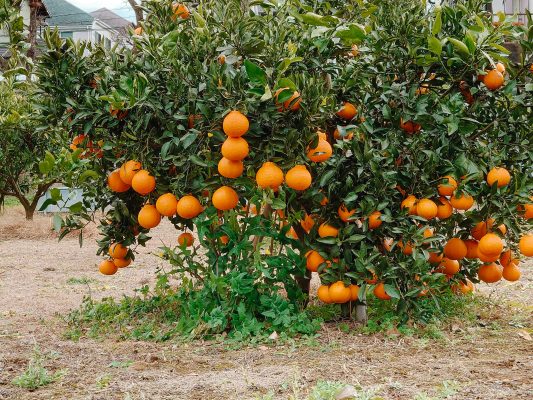 Memilih Pompa Tenaga Surya dengan Reservoir Buah