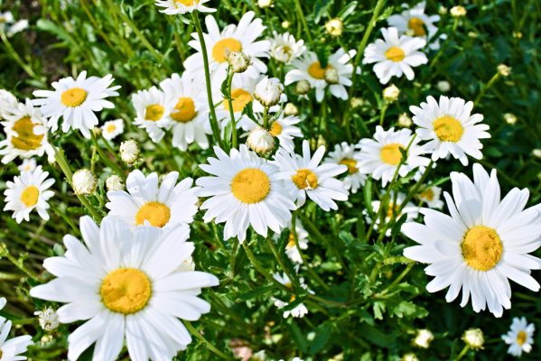 Memilih Pompa Tenaga Surya untuk Pemupukan Daisy
