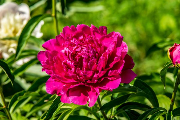 Memilih Pompa Tenaga Surya untuk Irigasi Peony