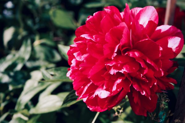 Memilih Pompa Tenaga Surya untuk Irigasi Tetes Peony