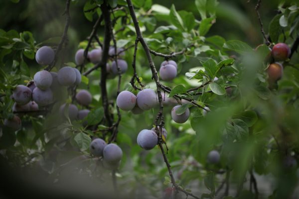 Memilih Pompa Tenaga Surya Plum dengan Reservoir Air