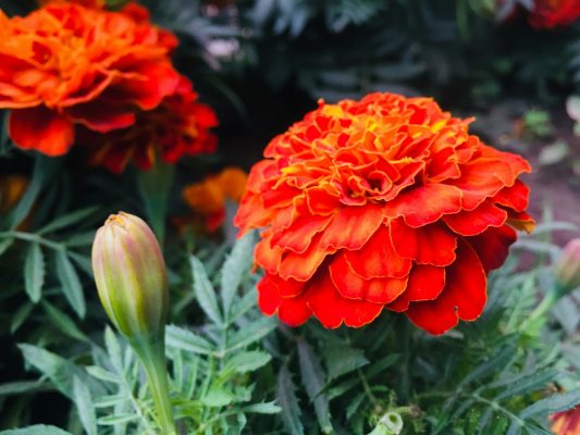 Memilih Pompa Tenaga Surya untuk Marigold Lebih Efisien