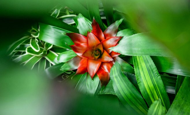 Memilih Pompa Tenaga Surya untuk Bromelia Skala Komersial