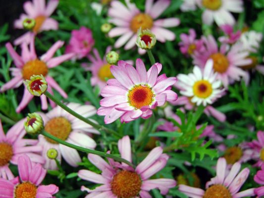 Memilih Pompa Tenaga Surya untuk Daisy Hemat Energi