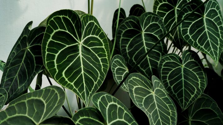 Integrasi Pompa Tenaga Surya untuk Anthurium yang Berkelanjutan