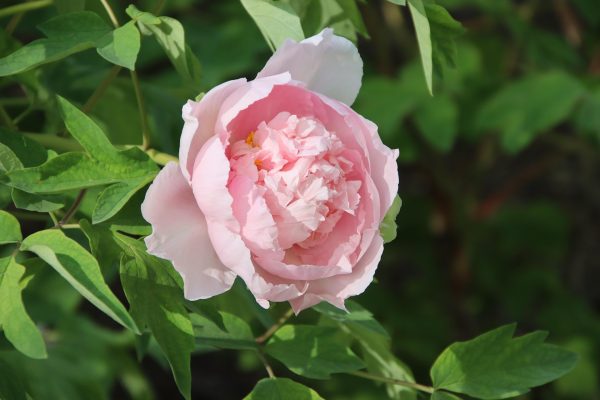 Memilih Pompa Tenaga Surya Peony Berdasarkan TDH