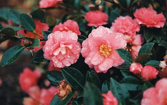 Memilih Pompa Berdasarkan Luas Greenhouse untuk Camelia