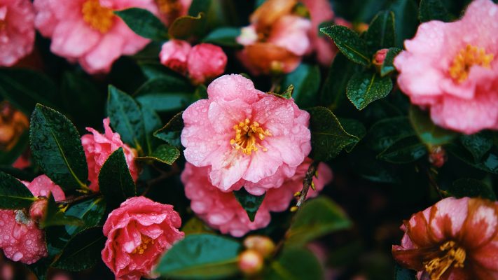 Memilih Pompa Tenaga Surya dengan Tandon Camelia Cloud