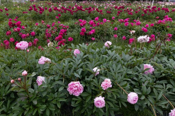 Memilih Pompa Tenaga Surya untuk Peony dengan Sistem Filtrasi