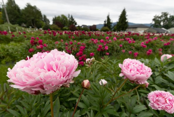 Memilih Pompa Tenaga Surya Berdasarkan Debit Peony
