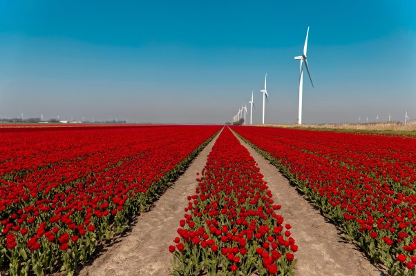 Memilih Pompa Tenaga Surya Lorentz untuk Tulip di Lahan Luas