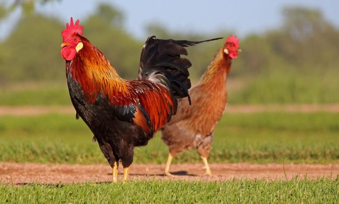Memilih Pompa Tenaga Surya untuk Sistem Ayam Ramah Lingkungan