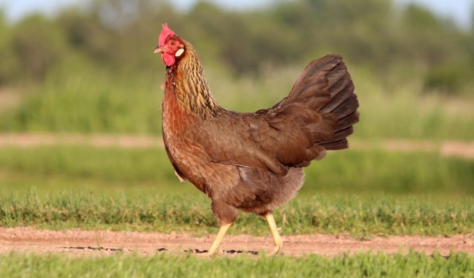 Memilih Pompa Tenaga Surya untuk Ayam Petelur Lebih Efisien
