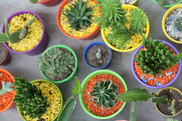 Mengapa Pompa Surya LORENTZ Bisa Menghemat Biaya Pada Kebun Hias