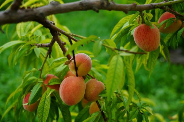 Energi Surya untuk Pertanian Peach dengan Irigasi Pintar