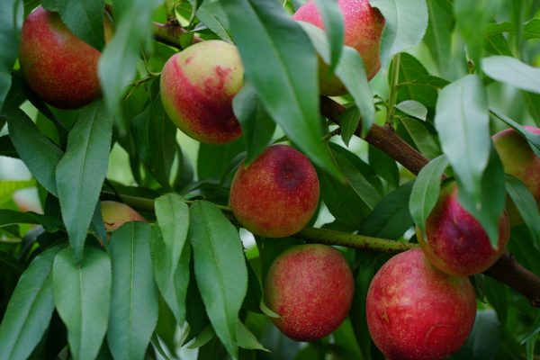 Energi Surya untuk Pertanian Peach dengan Sensor IoT Modern