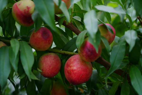 Energi Surya untuk Pertanian Peach dengan Perawatan Panel