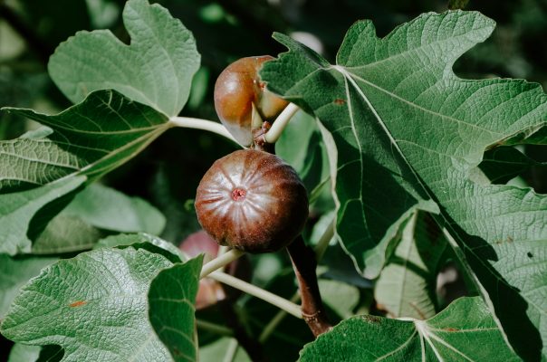 Memilih Pompa Tenaga Surya untuk Kebun Tin Skala Komersial