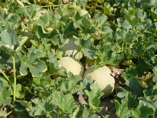Energi Surya untuk Pertanian Melon dengan Irigasi Tetes