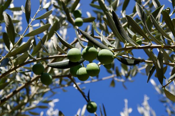 Memilih Pompa Tenaga Surya untuk Menyimpan Air Kebun Zaitun