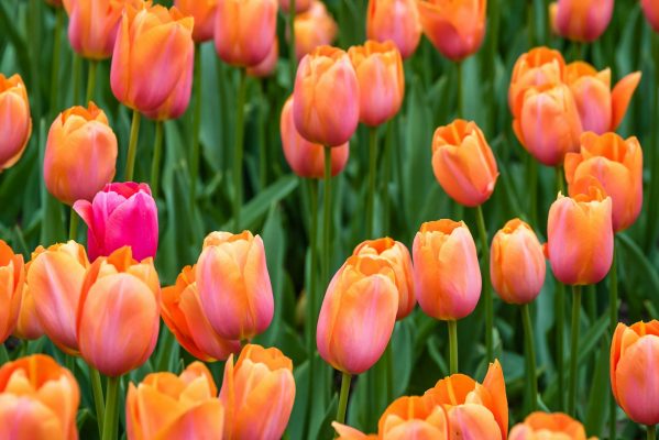 Energi Surya untuk Pertanian Tulip di Lahan Terbatas