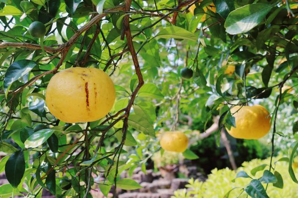 Memilih Pompa Tenaga Surya untuk Masa Depan Perkebunan Buah