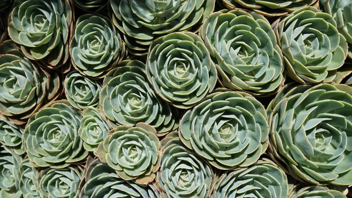 Memilih Pompa Tenaga Surya untuk Kebun Sukulen Hemat Air