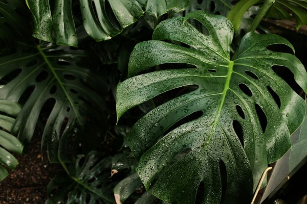 Memilih Pompa Tenaga Surya untuk Monstera Hemat Air