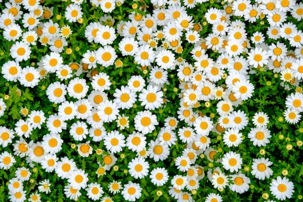Memilih Pompa Tenaga Surya untuk Daisy di Greenhouse yang Efisien