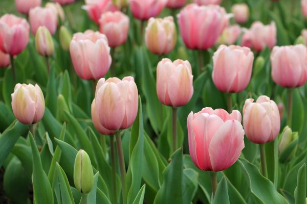 Energi Surya untuk Pertanian Tulip Ramah Lingkungan