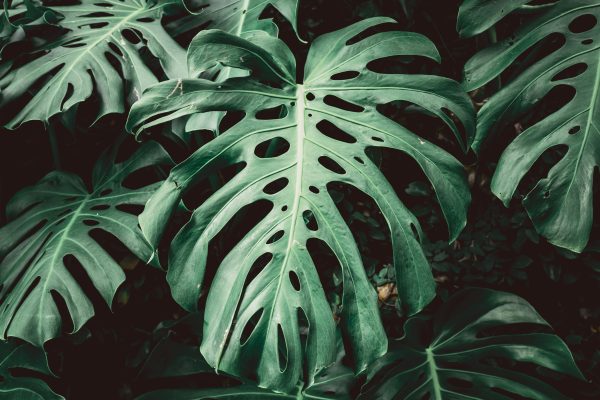 Memilih Pompa Tenaga Surya untuk Greenhouse Monstera Skala Komersial