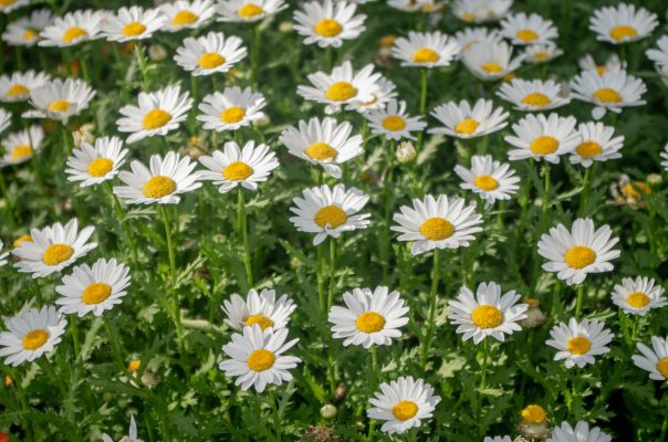 Memilih Pompa Tenaga Surya untuk Merawat Daisy Berbasis Greenhouse 