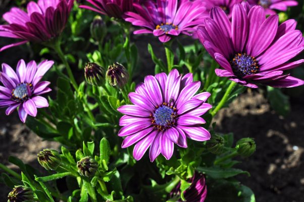 Memilih Pompa Tenaga Surya Sesuai Luas Kebun Daisy