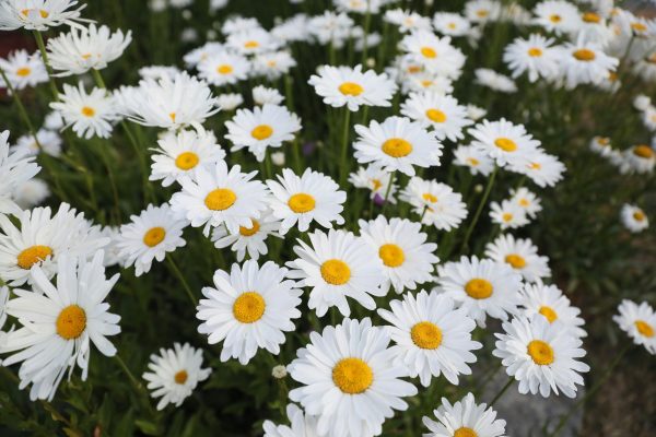 Memilih Pompa Tenaga Surya untuk Daisy Berbasis Sensor